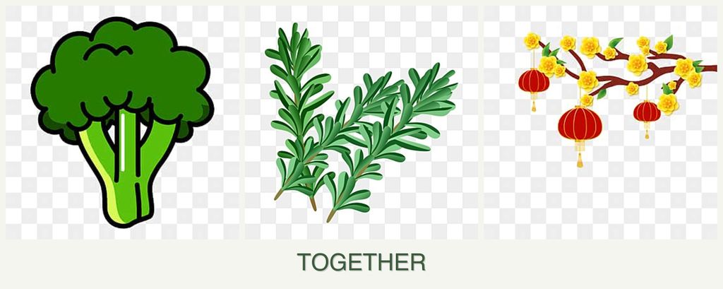 Can you plant broccoli, rosemary and apricots together?