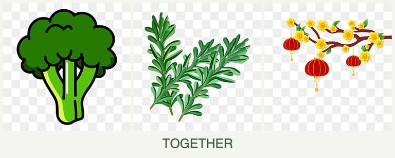 Can you plant broccoli, rosemary and apricots together?