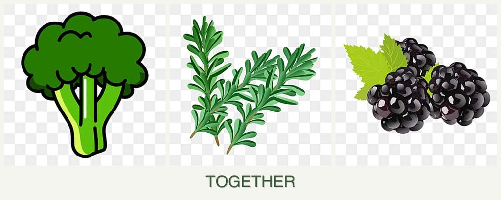 Can you plant broccoli, rosemary and blackberries together?