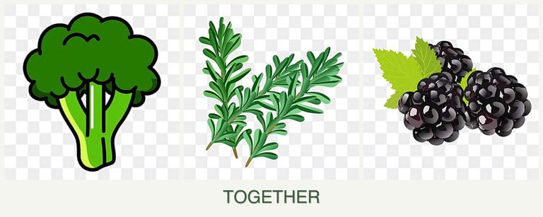 Can you plant broccoli, rosemary and blackberries together?