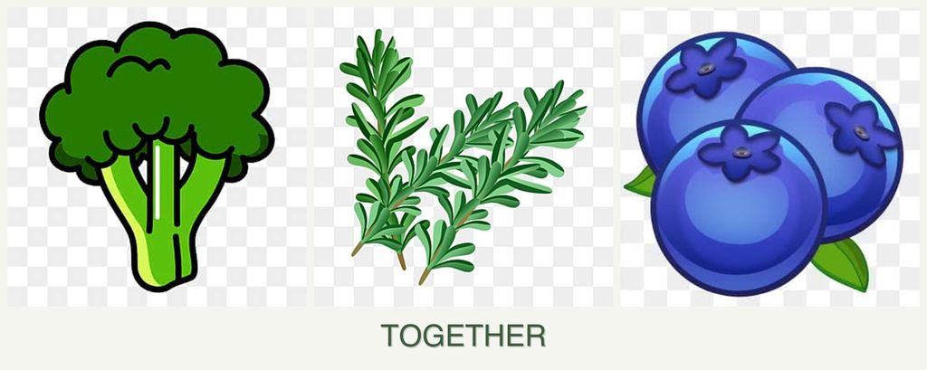 Can you plant broccoli, rosemary and blueberries together?