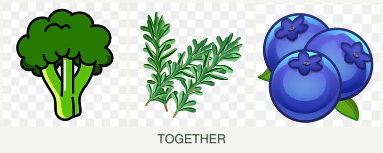 Can you plant broccoli, rosemary and blueberries together?