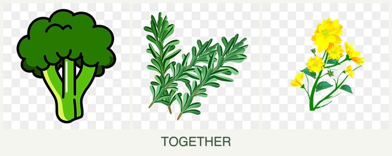 Can you plant broccoli, rosemary and calendula together?