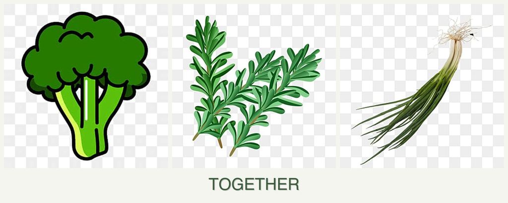 Can you plant broccoli, rosemary and chives together?