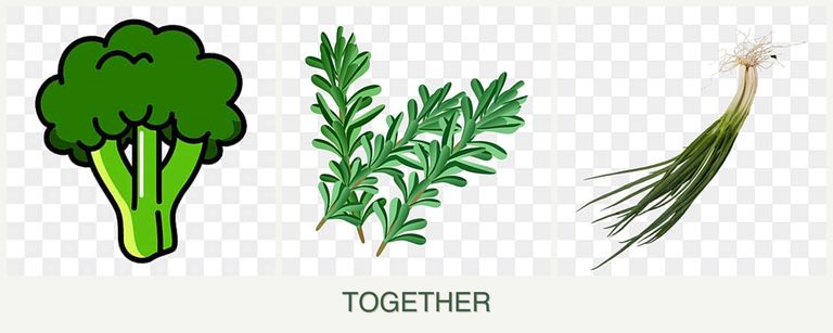 Can you plant broccoli, rosemary and chives together?
