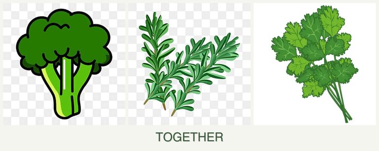 Can you plant broccoli, rosemary and cilantro together?