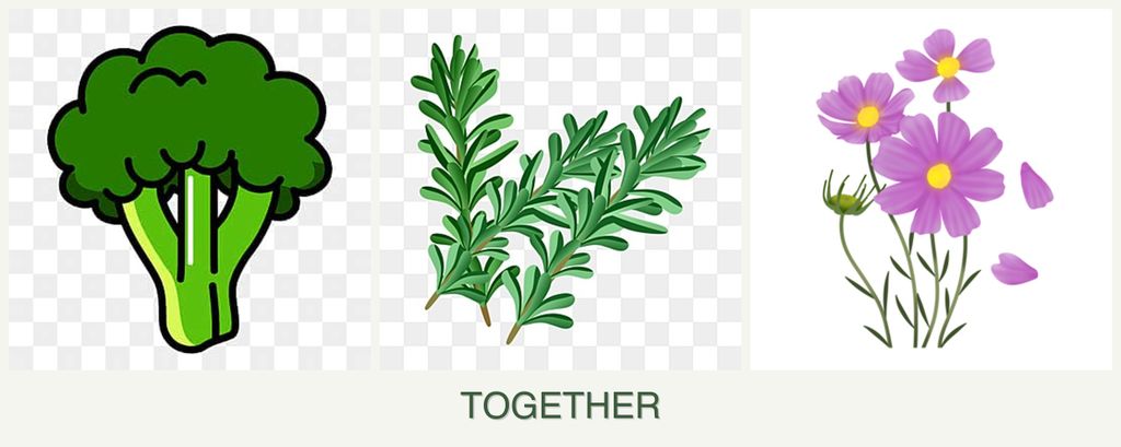 Can you plant broccoli, rosemary and cosmos together?