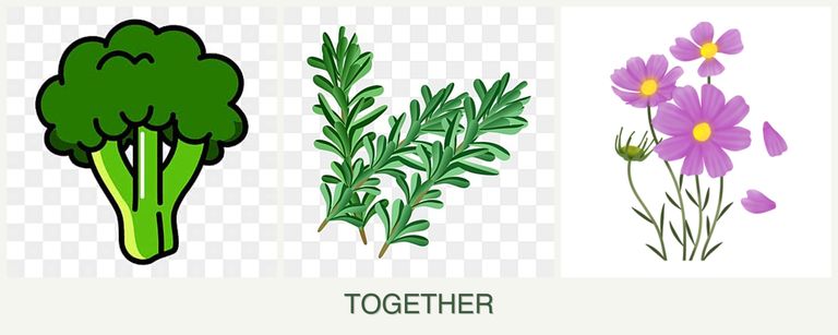 Can you plant broccoli, rosemary and cosmos together?