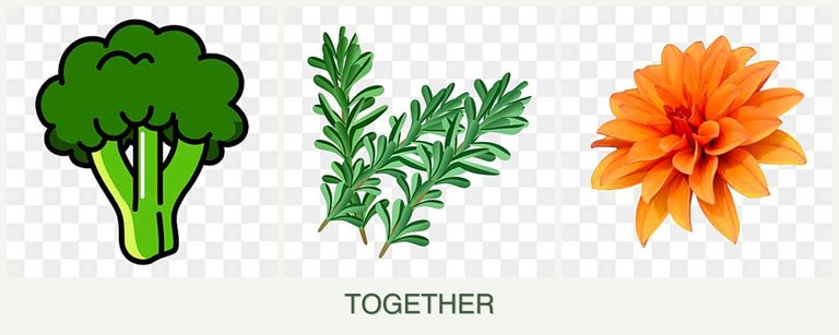 Can you plant broccoli, rosemary and dahlias together?