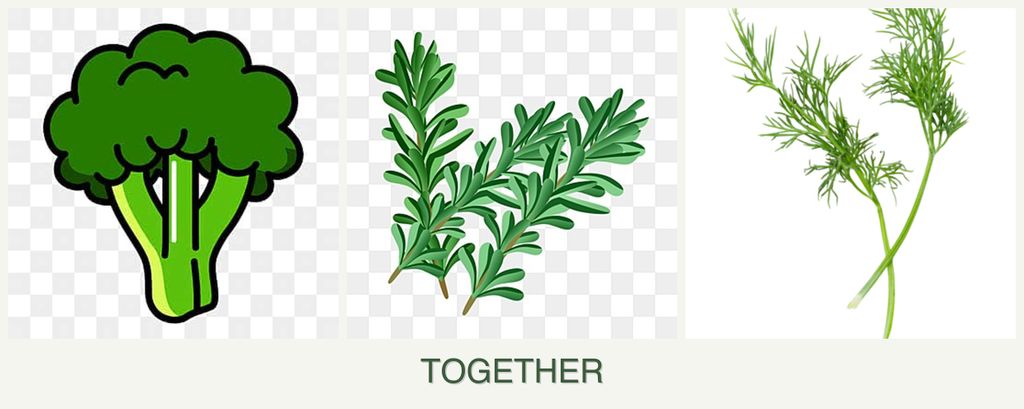 Can you plant broccoli, rosemary and dill together?