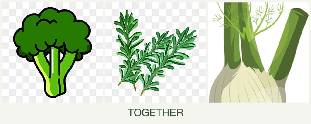 Can you plant broccoli, rosemary and fennel together?