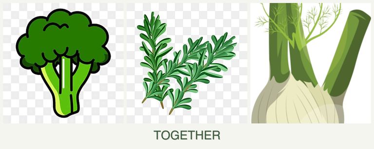 Can you plant broccoli, rosemary and fennel together?