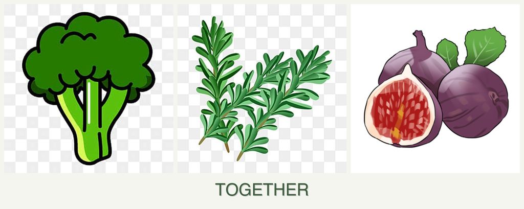 Can you plant broccoli, rosemary and figs together?
