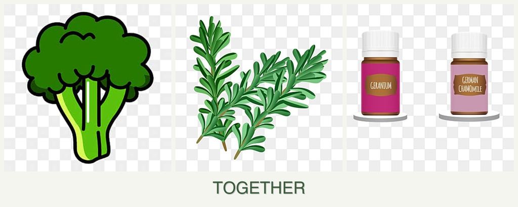 Can you plant broccoli, rosemary and geraniums together?
