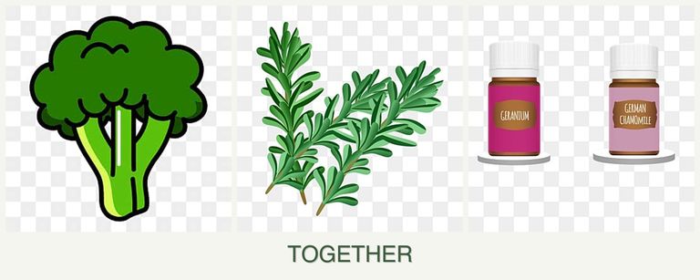 Can you plant broccoli, rosemary and geraniums together?