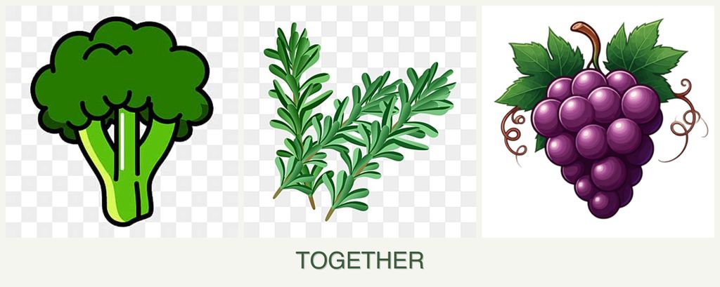 Can you plant broccoli, rosemary and grapes together?