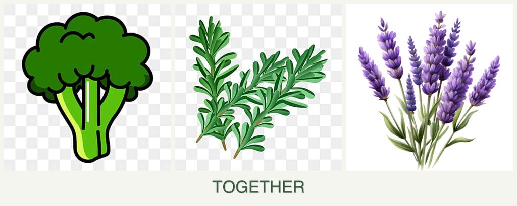 Can you plant broccoli, rosemary and lavender together?