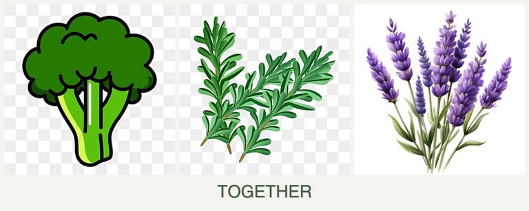 Can you plant broccoli, rosemary and lavender together?