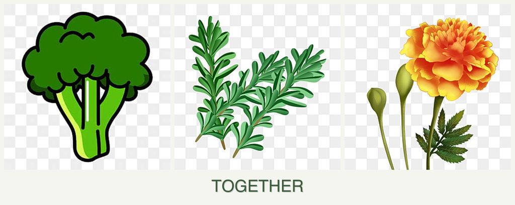 Can you plant broccoli, rosemary and marigolds together?
