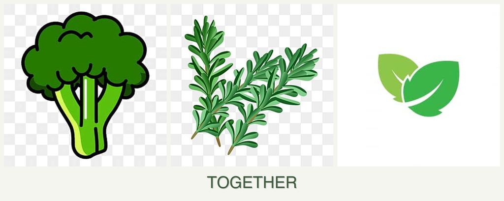 Can you plant broccoli, rosemary and mint together?