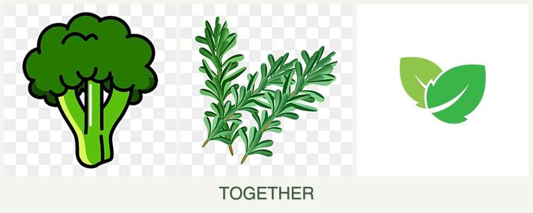 Can you plant broccoli, rosemary and mint together?