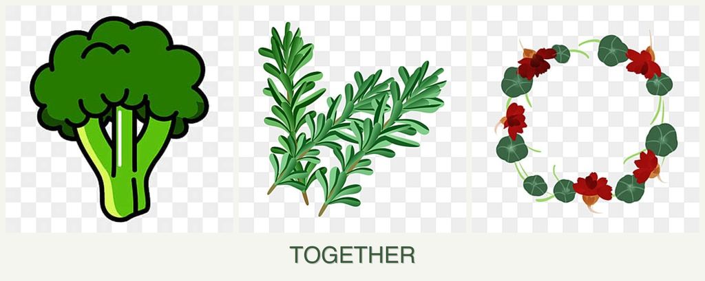 Can you plant broccoli, rosemary and nasturtiums together?