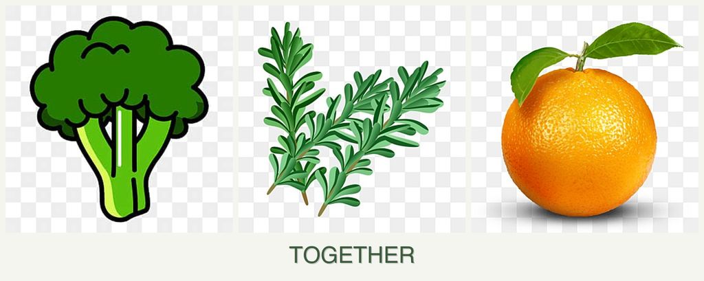Can you plant broccoli, rosemary and oranges together?