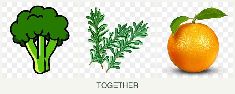 Can you plant broccoli, rosemary and oranges together?