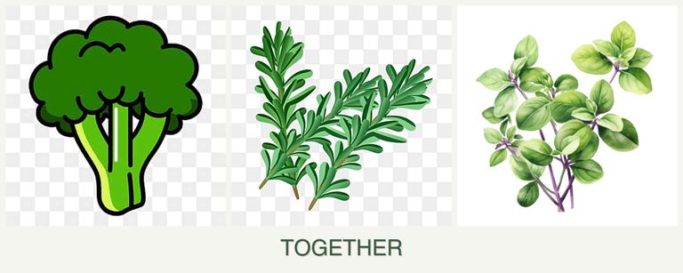 Can you plant broccoli, rosemary and oregano together?