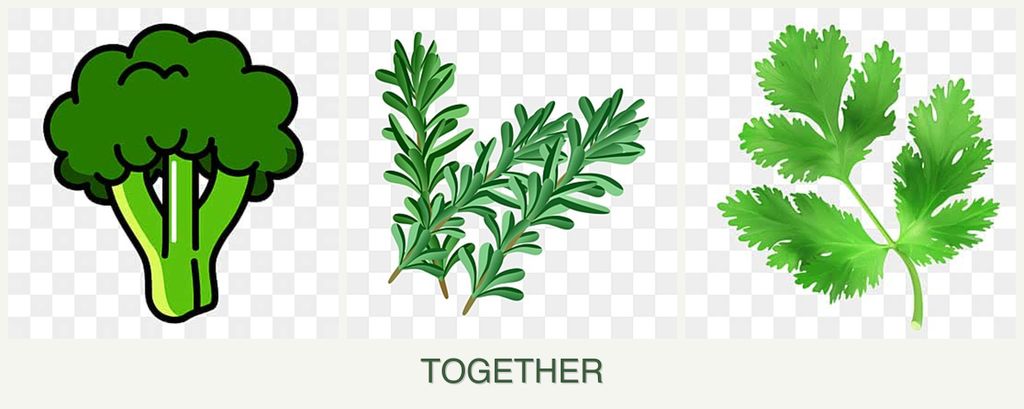 Can you plant broccoli, rosemary and parsley together?
