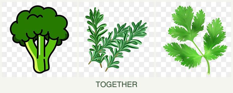 Can you plant broccoli, rosemary and parsley together?