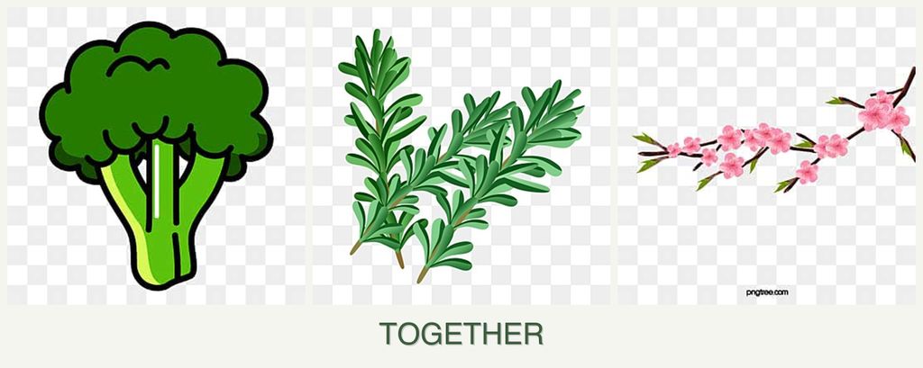 Can you plant broccoli, rosemary and peaches together?