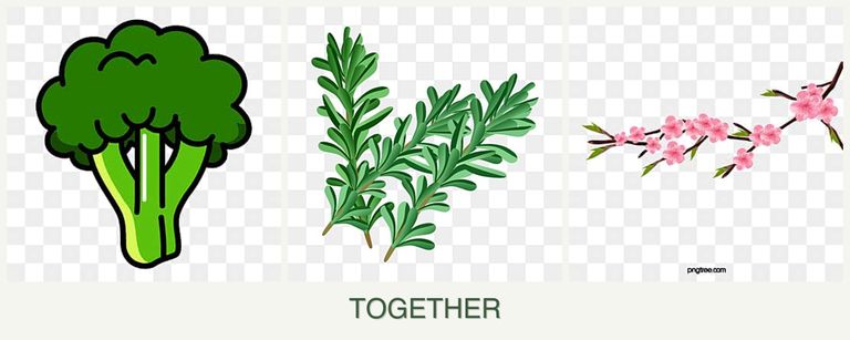 Can you plant broccoli, rosemary and peaches together?