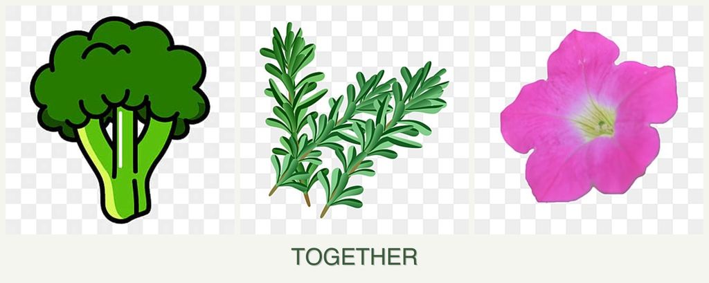 Can you plant broccoli, rosemary and petunias together?