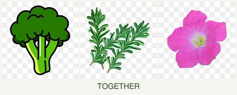 Can you plant broccoli, rosemary and petunias together?