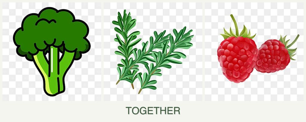 Can you plant broccoli, rosemary and raspberries together?