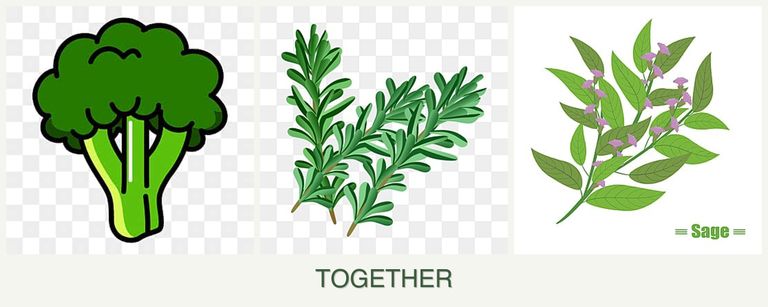 Can you plant broccoli, rosemary and sage together?