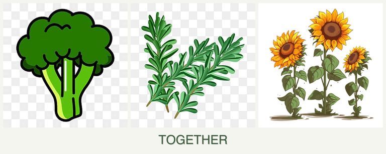 Can you plant broccoli, rosemary and sunflowers together?