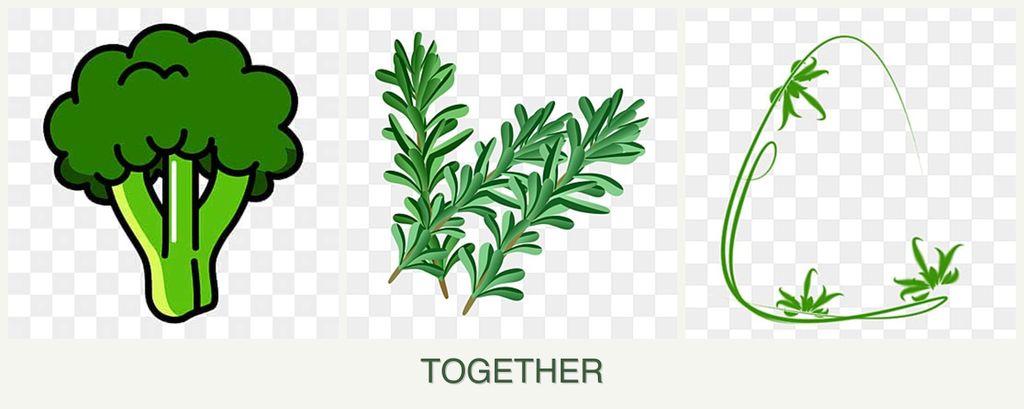 Can you plant broccoli, rosemary and tarragon together?