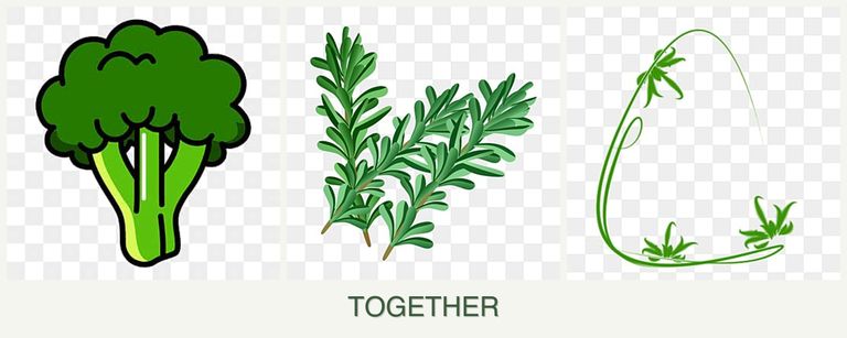 Can you plant broccoli, rosemary and tarragon together?