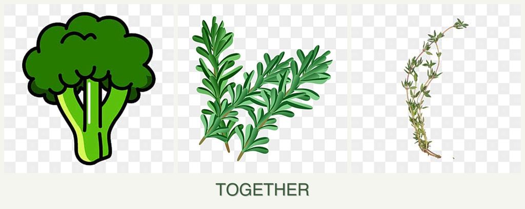Can you plant broccoli, rosemary and thyme together?