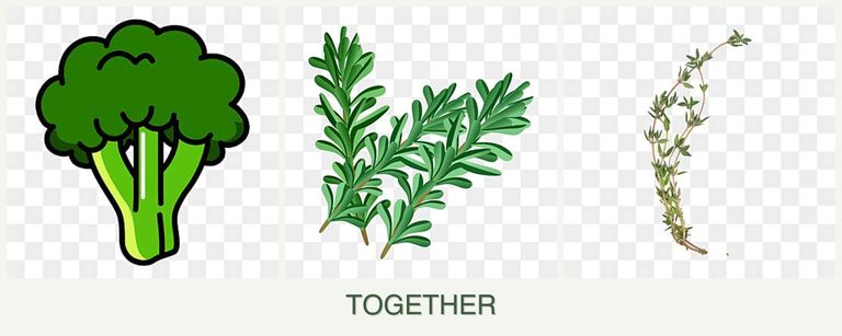 Can you plant broccoli, rosemary and thyme together?