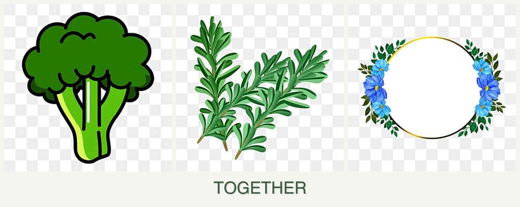Can you plant broccoli, rosemary and zinnias together?