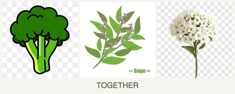Can you plant broccoli, sage and alyssum together?