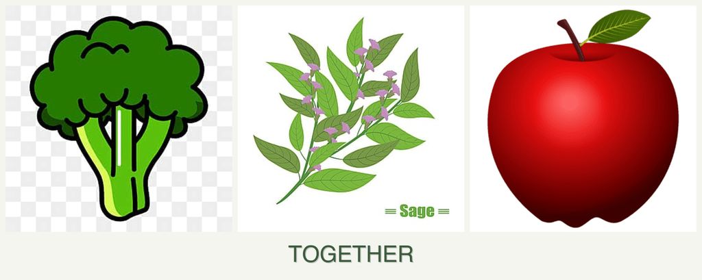 Can you plant broccoli, sage and apples together?