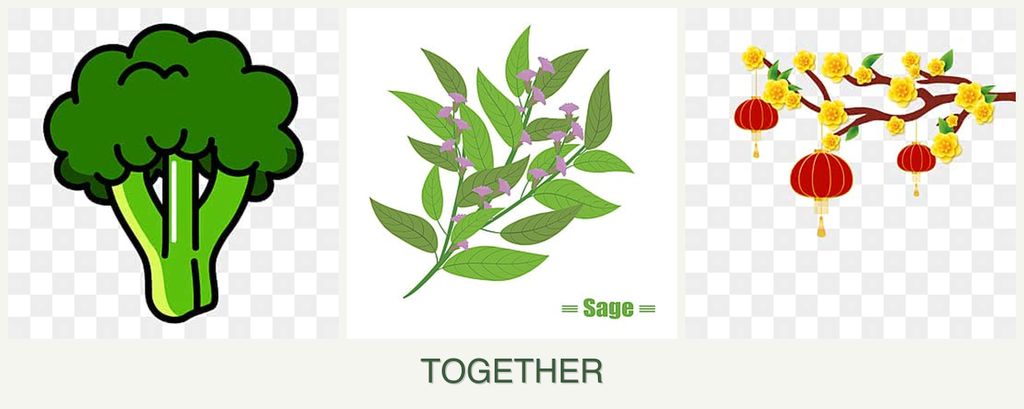Can you plant broccoli, sage and apricots together?