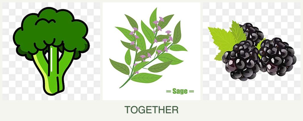 Can you plant broccoli, sage and blackberries together?