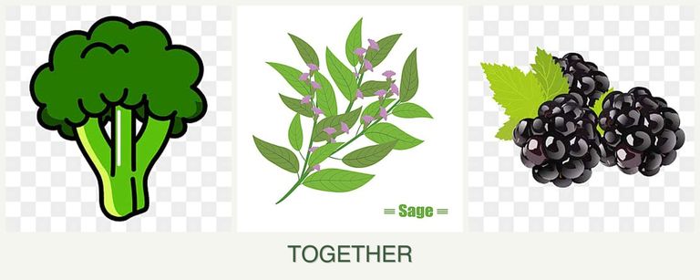 Can you plant broccoli, sage and blackberries together?