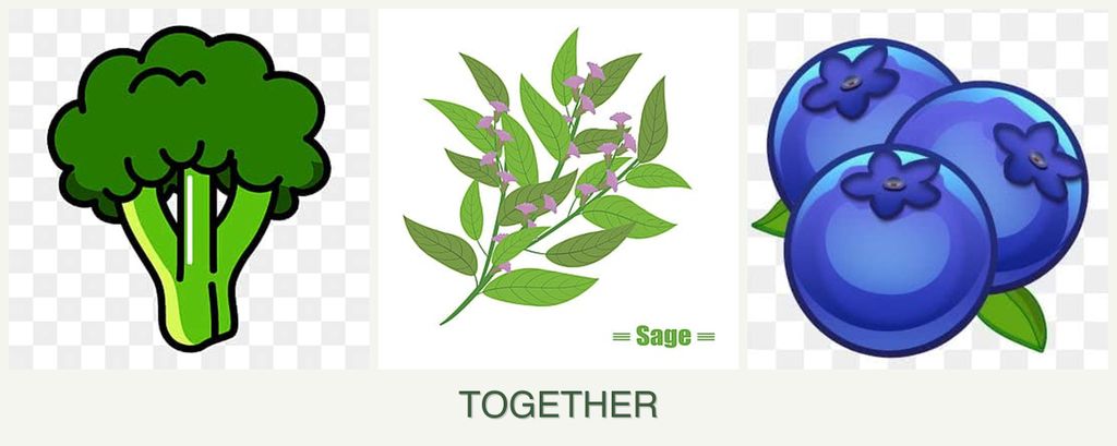Can you plant broccoli, sage and blueberries together?