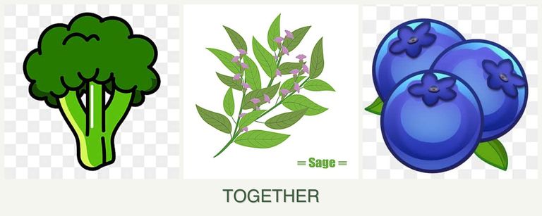 Can you plant broccoli, sage and blueberries together?